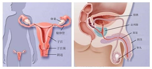 孕育微环境多元诊疗体系