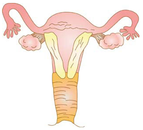 【为什么有的女性会患上多囊卵巢？】赶紧来了解一下