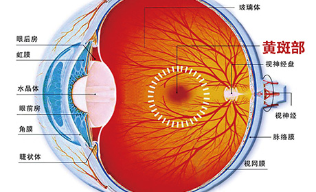 眼睛的这个部位决定你的视力水平，一定要懂的医学常识