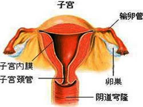 女性患上多囊卵巢以后，我们自身需要做些什么？
