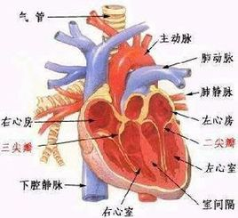 二尖瓣狭窄的详细科普，你想知道的这里都有哦！