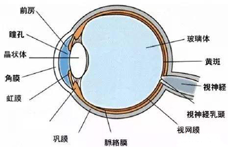 哪些人适合通过ICL晶体植入术矫治近视