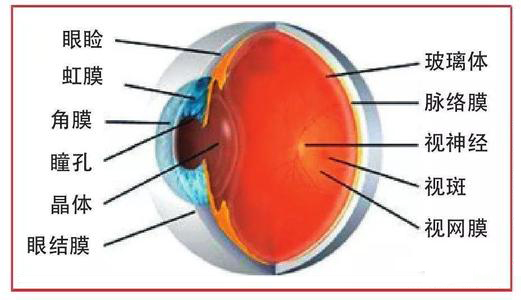 什么是黄斑病变? 眼底黄斑病变的预防方法！