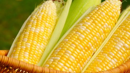 老年黄斑变性的危害有哪些？多吃玉米居然可预防？_预约挂号
