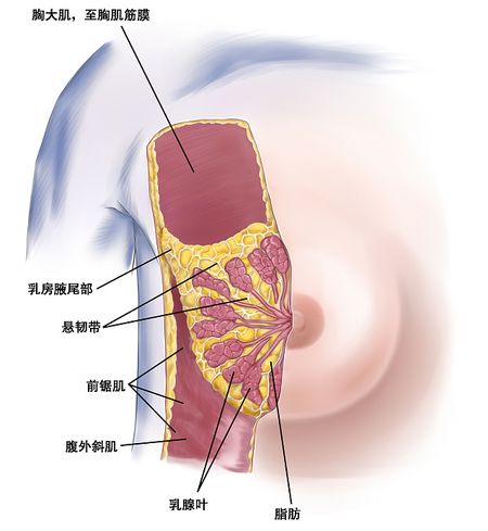 乳腺南中的病理原因是什么？了解你的构造你就能很清楚的认识到乳腺囊肿