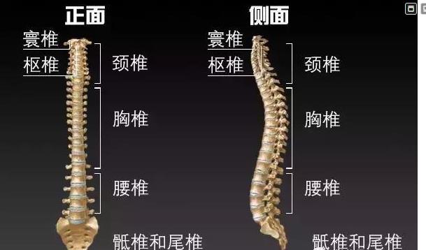 康复科医生解惑：你知道脊椎哪里最容易受伤吗？
