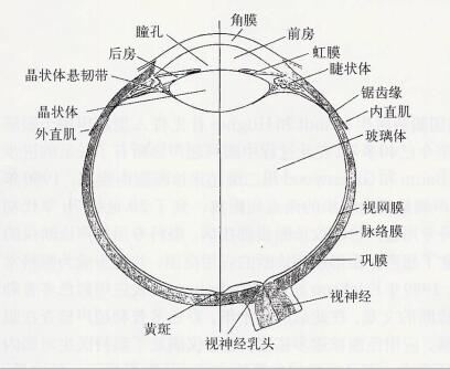 视网膜脱落手术后就没事了吗？手术后还要注意哪些细节？