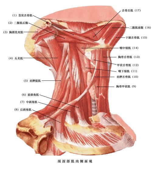 落枕了怎么办？能自愈吗？什么方式缓解疼痛较快？医生教你5招预防落枕 