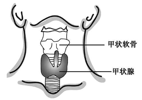 甲状腺不会凭空患病，这些问题是根源，越早改掉更好！