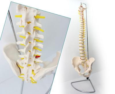 脊柱康复我们应当注意哪些呢？