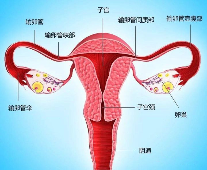 一直怀不上，不妨问问自己这几个问题