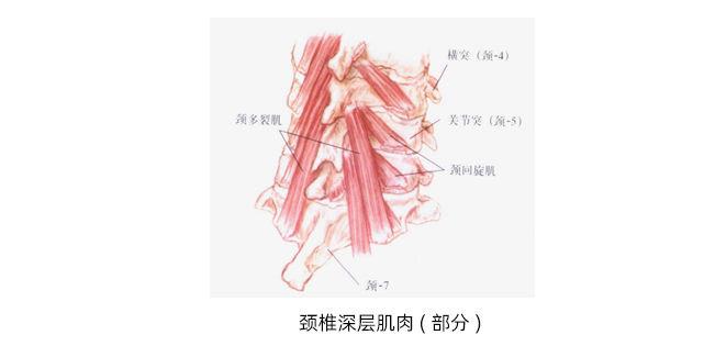 颈椎，为何成了原人的死穴？值得深思！一起来看看吧