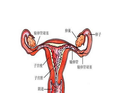 四川生殖医院输卵管不通为什么会导致不孕？