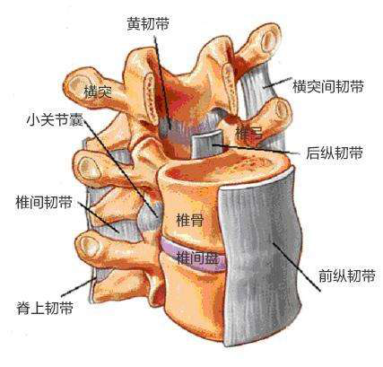 突出的椎间盘真能回去？只不过不是推回去的……