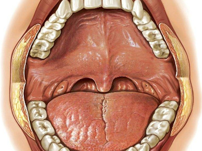 口腔黏膜科李文霞医生-扁桃体经常发炎的原因有哪些呢？