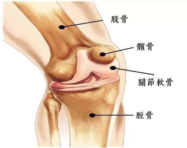 膝关节为人类负重前行，关节镜与你“修膝”相关