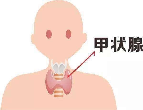 甲状腺——小小腺体，却是调节身体新陈代谢的根源