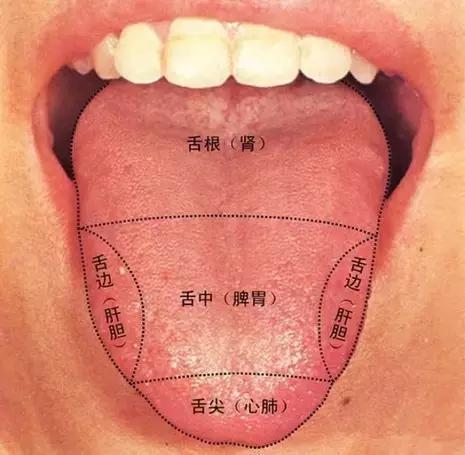 中医舌诊医生在看什么?九种体质 舌诊图谱