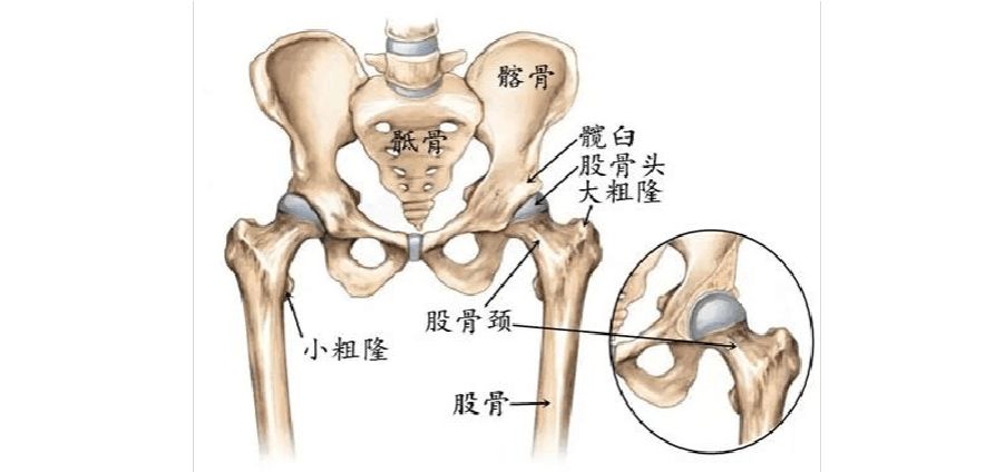 人生较后一次骨折”可能要命，老年人一定要注意！