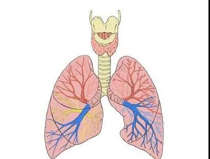 支气管扩张的5大主要症状，要注意观察，及早发现