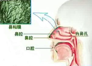 鼻炎北京哪家医院好