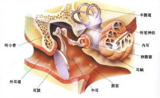 北京看耳科哪家医院好