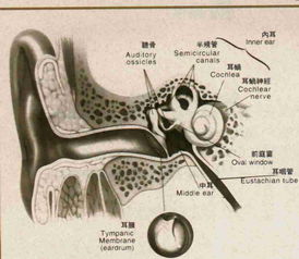 北京治疗耳朵的医院