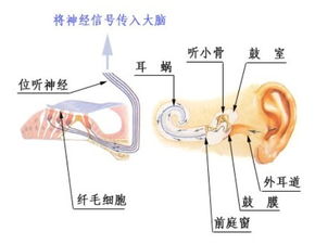 北京治疗神经性耳聋哪家医院好