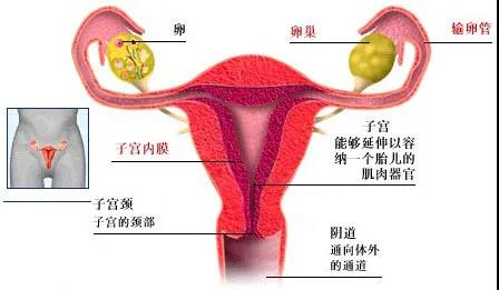 医生为你全面解析子宫内膜异位症，进来看~