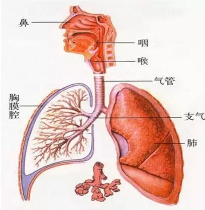 急性气管-支气管炎如何治疗？呼吸病医生帮你支招！ 