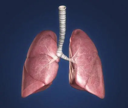 肺气肿需要长期使用抗生素吗?肺气肿可以恢复吗?肺气肿的治疗方法和误区：