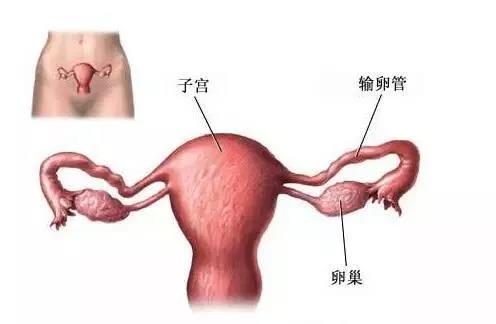 女性出现这5个症状，要小心卵巢“衰老”!