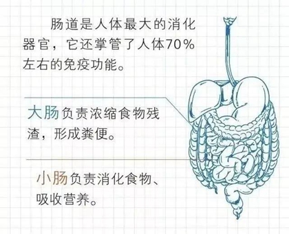 “肠”识知多少？如何更健康？