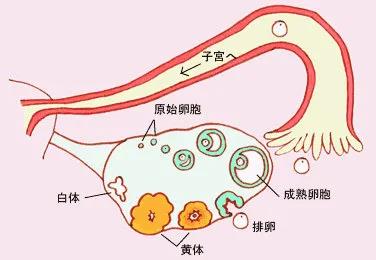 月经问题发出哪些信号，预示着卵巢早衰?