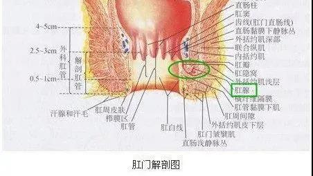 肛部的软肋在哪里你知道吗？