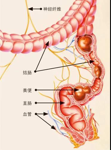 便秘喜欢这些坏习惯，你中了吗？