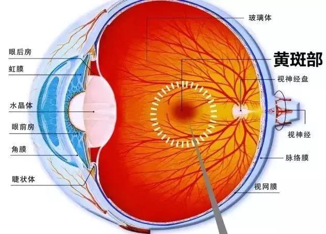 上海眼科医院医生指出致盲之黄斑不是“斑”