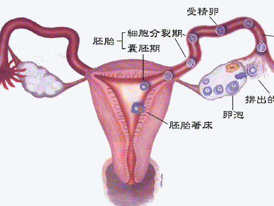 确诊卵巢早衰，该用中医治疗还是西药？【郑州不孕医院】