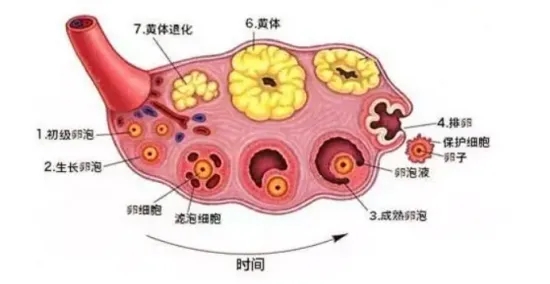 【资讯公布】月经不调长痘痘是不是多囊卵巢综合症？