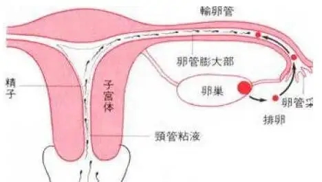 郑州看不孕不育那家正规？男性不孕不育医院治疗方法