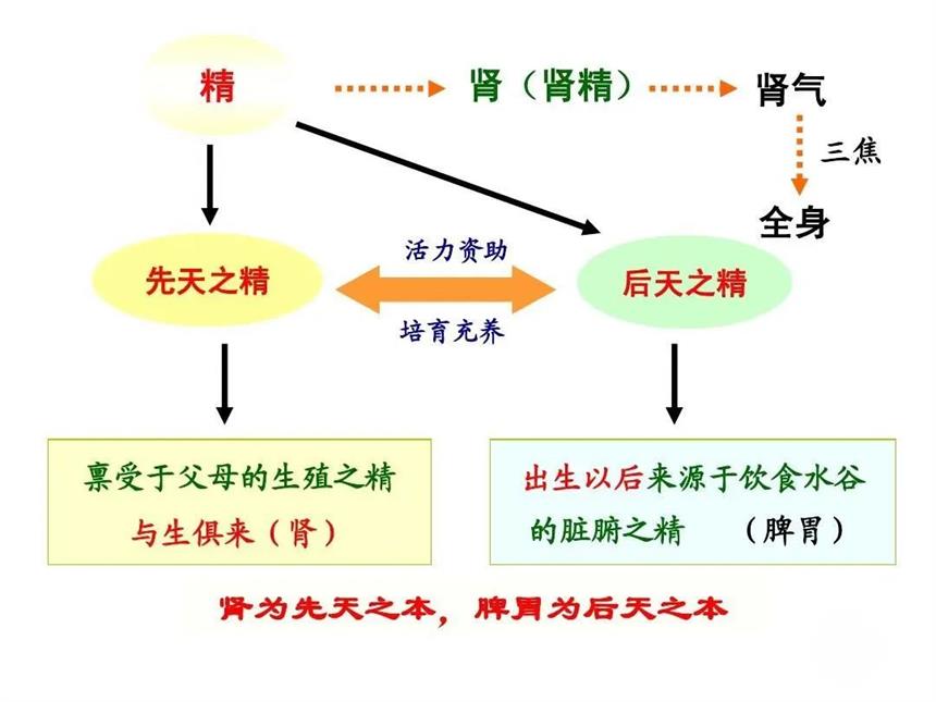 肾强万事旺 ，“肾精”不足百事衰——肾精的重要性！