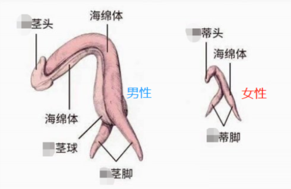 女人“ 勃 起 ”全过程，男人如何打响“持久加时赛”？