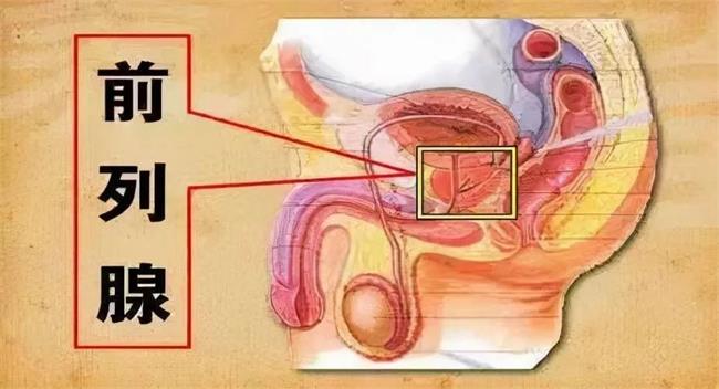 前列腺问题，尿频、尿不尽、尿等待，归根结底是这里出问题了！