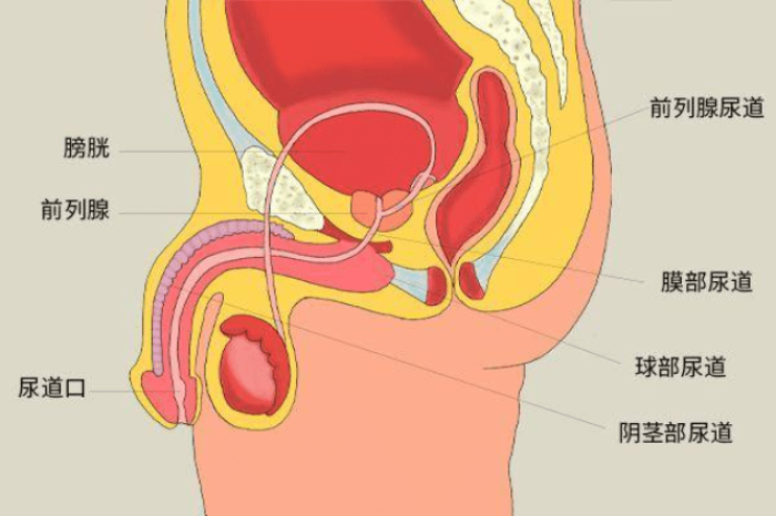 前列腺炎有什么症状？吃什么药治疗比较好？