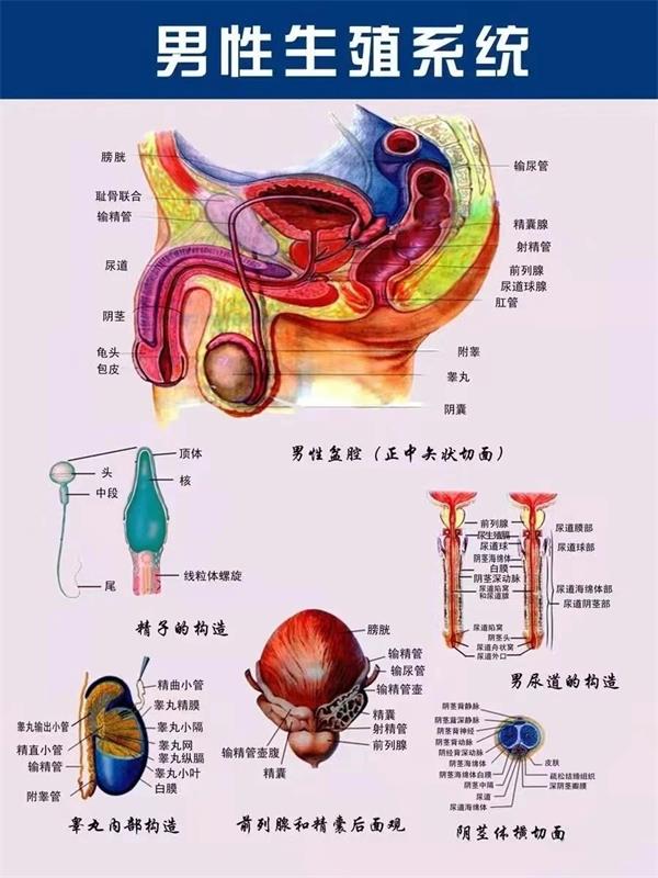 从中医和西医两大角度，谈常见男科疾病的治疗要点和方向！