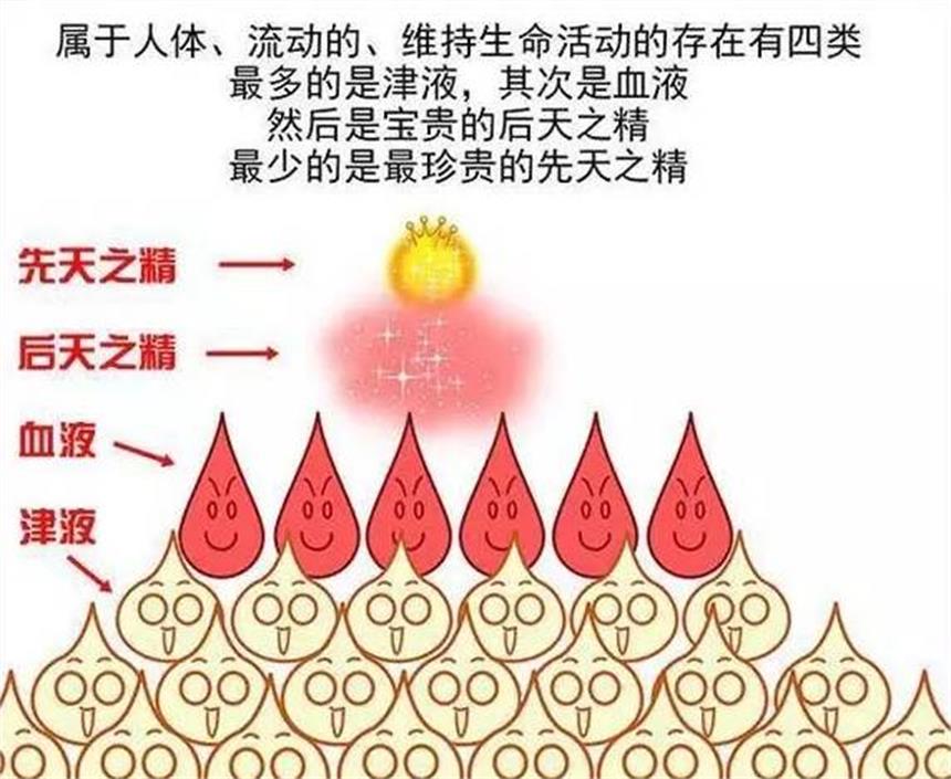 中医养生：先天之精≈元气+肾精+五脏信息！