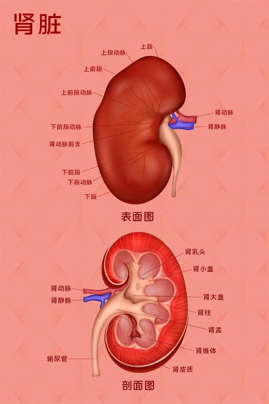 肾虚的十大信号你有吗？为何中医说35岁后虚或不虚都要补肾