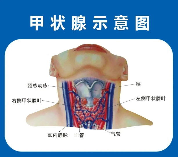 12月23日-24日《冬季甲状腺疾病健康管理指南》讲座，北京正规教授亲临现场指导康复！