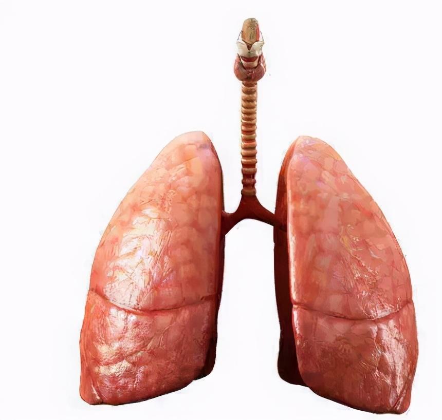 部位较深,周围均为气肿性肺组织,肺大疱可伸展至肺门,可见于任何肺叶