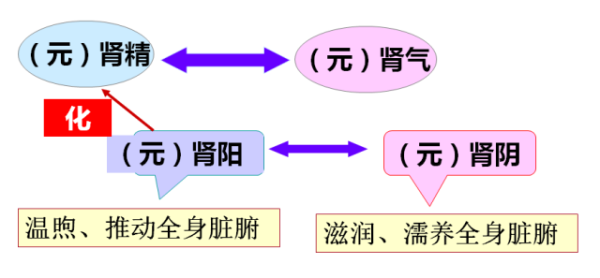 别吃错了，六味地黄丸并不补一切肾虚！想要补肾，先读懂本文